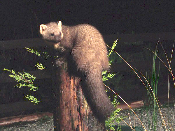 highland-lodges-pine-martin.jpg